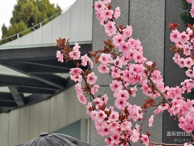 【拈花拾趣】桃花芬芳