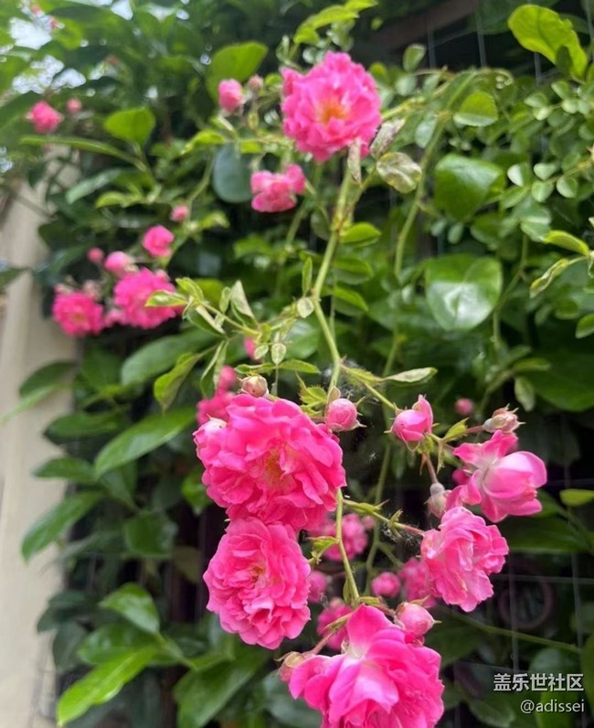 【春色撩人】花的季節(jié)