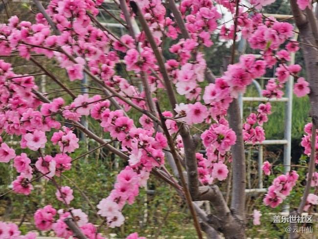 【拈花拾趣】桃花芬芳