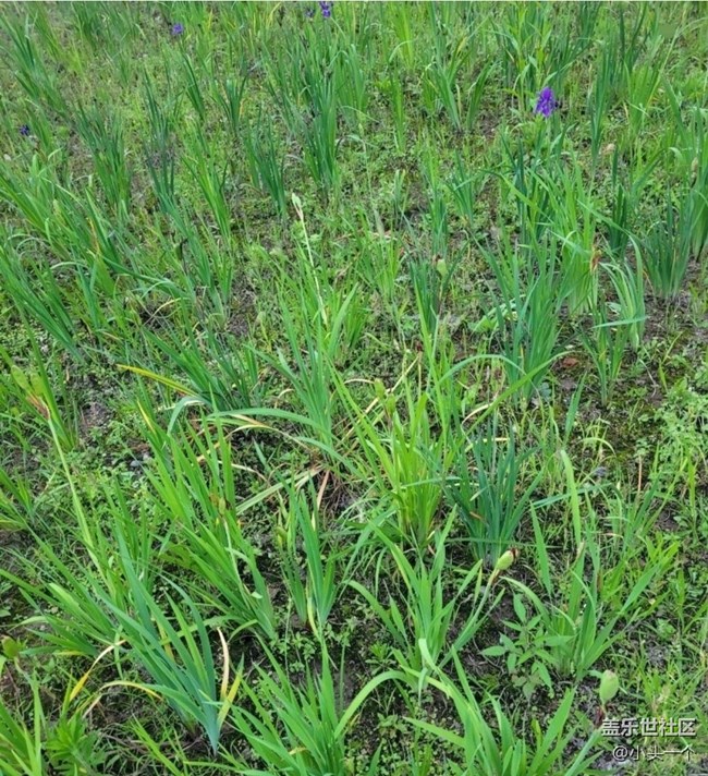 【春日盛景】花花草草