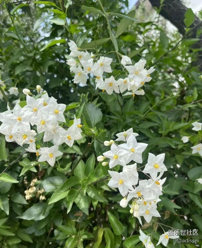 【春色撩人】花的季節(jié)