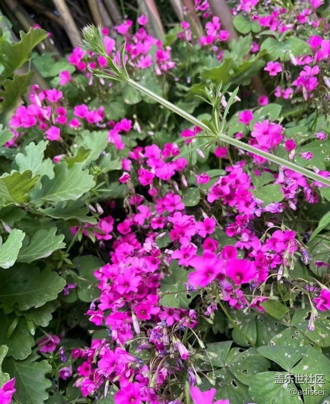 【春色撩人】花的季節(jié)