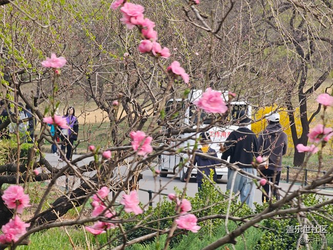 【拈花拾趣】桃花芬芳