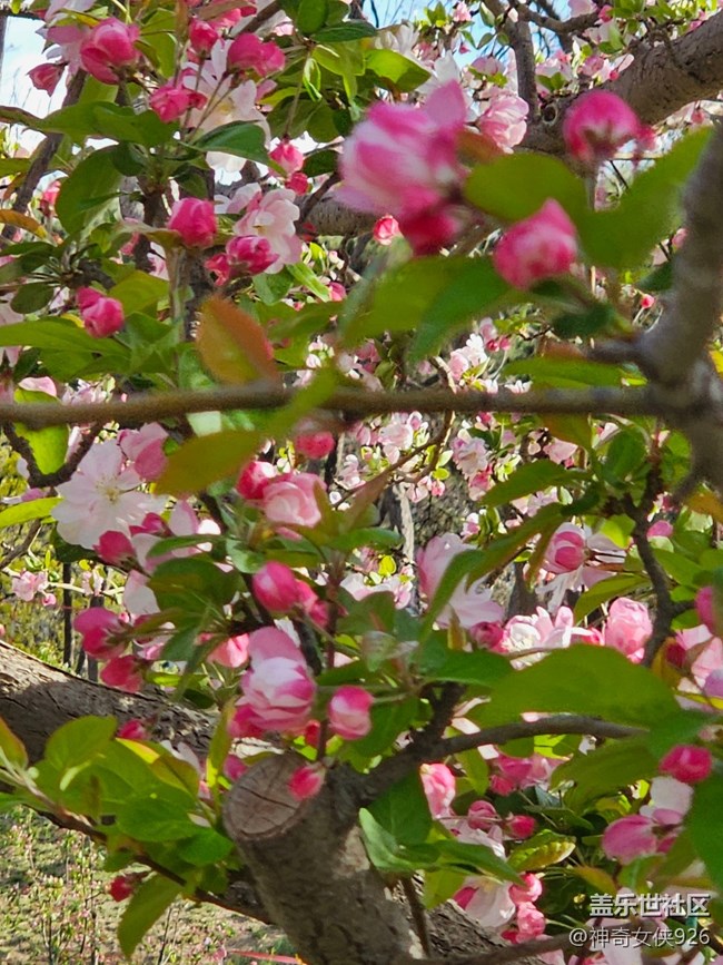 【拈花拾趣】水映花美
