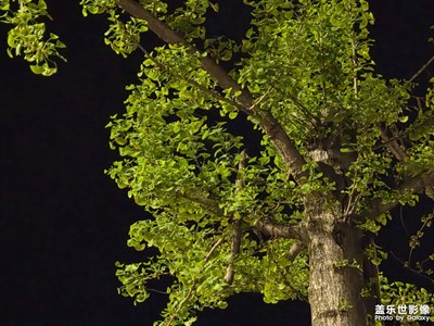 【春之夜】+夜晚的樹