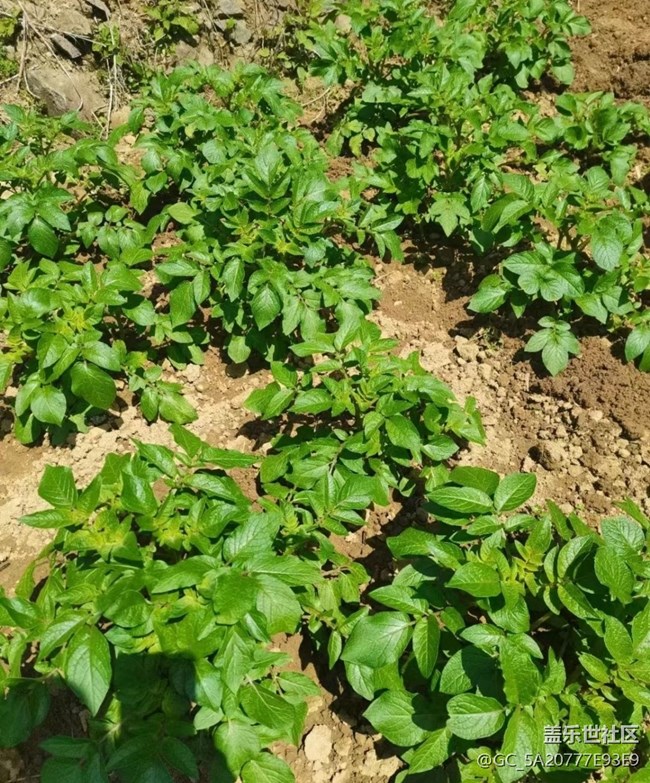 【春色撩人】種土豆