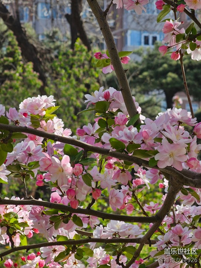 【拈花拾趣】城市化園