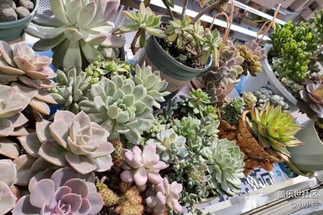 【春日盛景】正牌多肉