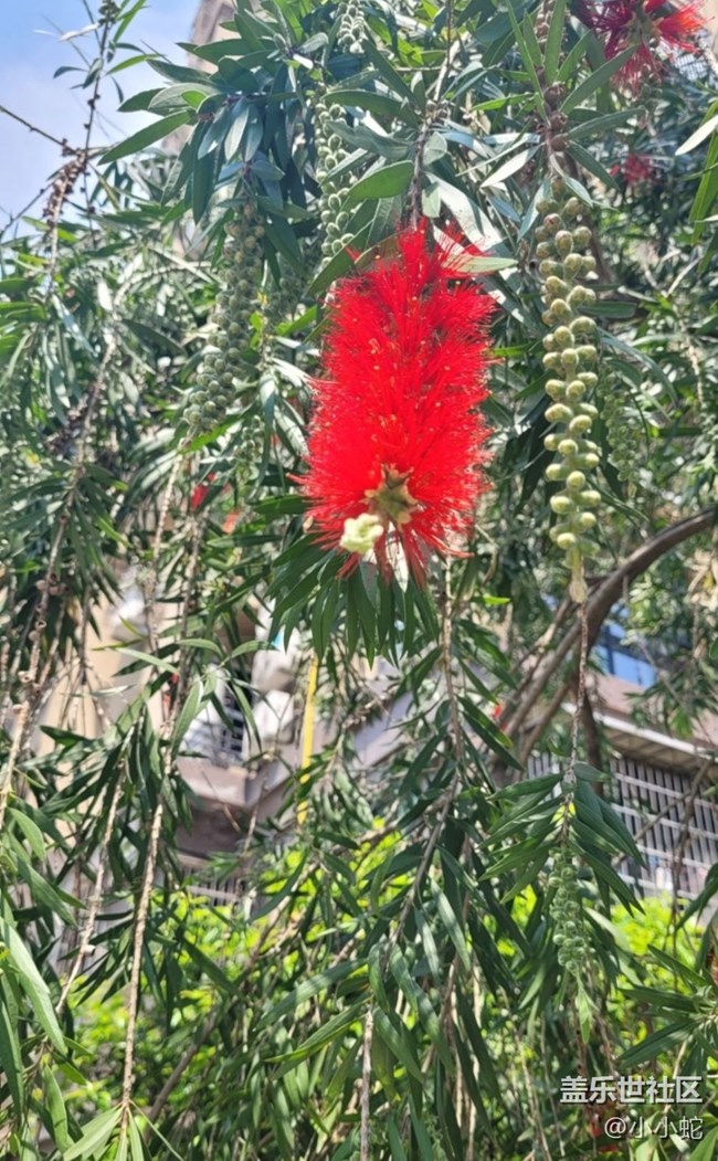 【春色撩人】紅千層