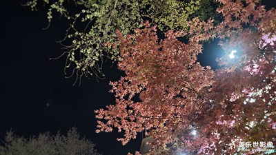 【春之夜】漫步春之夜