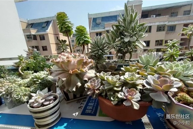 【春日盛景】正牌多肉