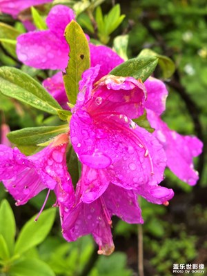 「與花相遇的午后」—— 今天的花兒美得不像話??