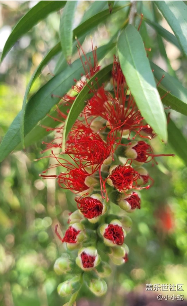 【春色撩人】紅千層