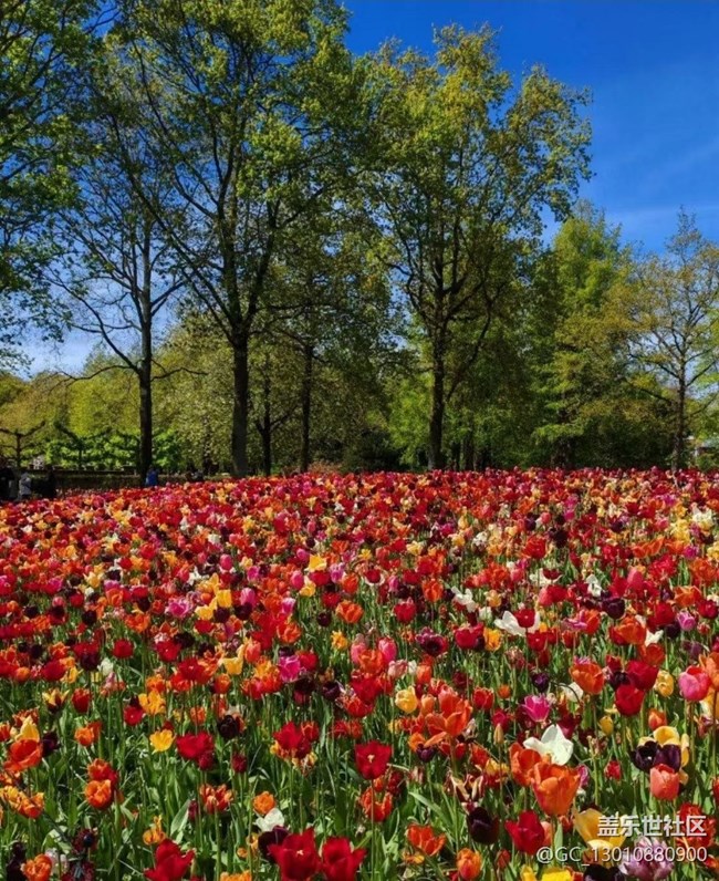 【春色撩人】花園