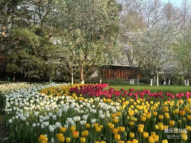 【清明踏春季】郁金香