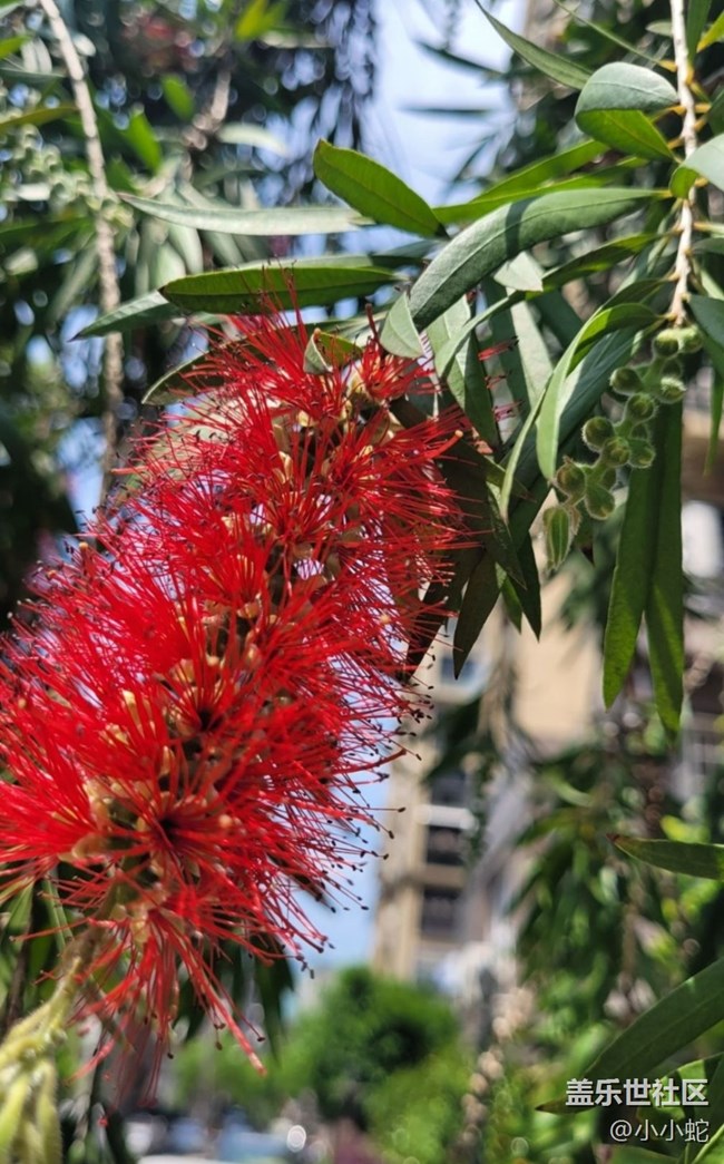 【春色撩人】紅千層