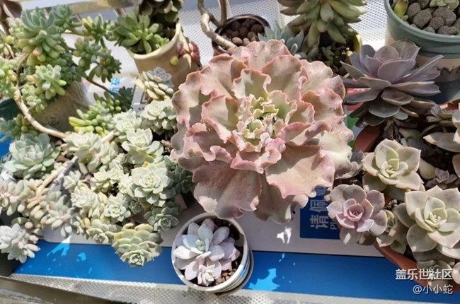 【春日盛景】正牌多肉