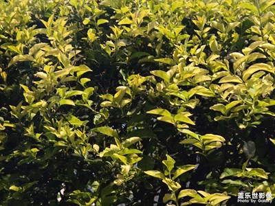 【春之夜】+相約夜晚