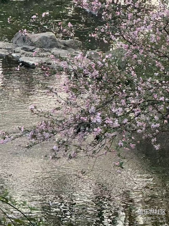 【清明踏春季】郁金香