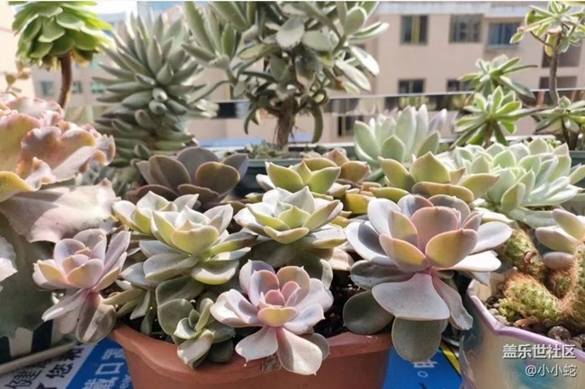 【春日盛景】正牌多肉