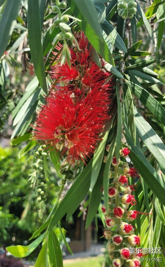 【春色撩人】紅千層