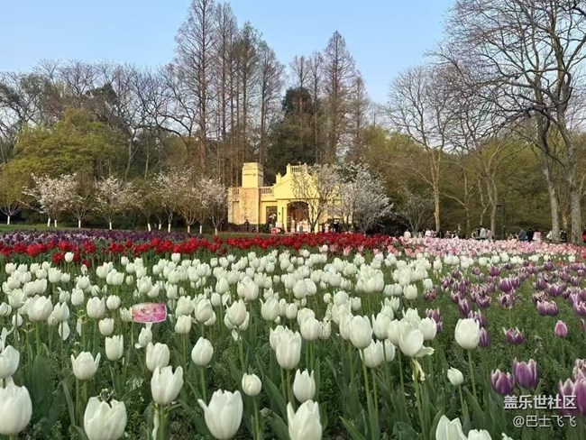 【清明踏春季】郁金香