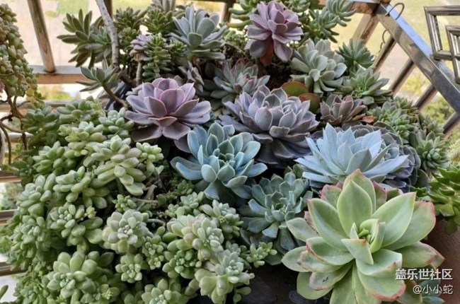 【春日盛景】正牌多肉