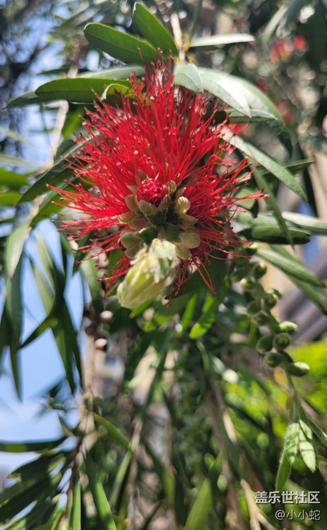 【春色撩人】紅千層