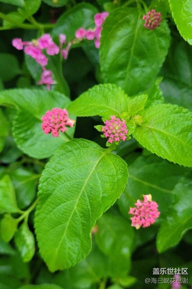 【春色撩人】小花