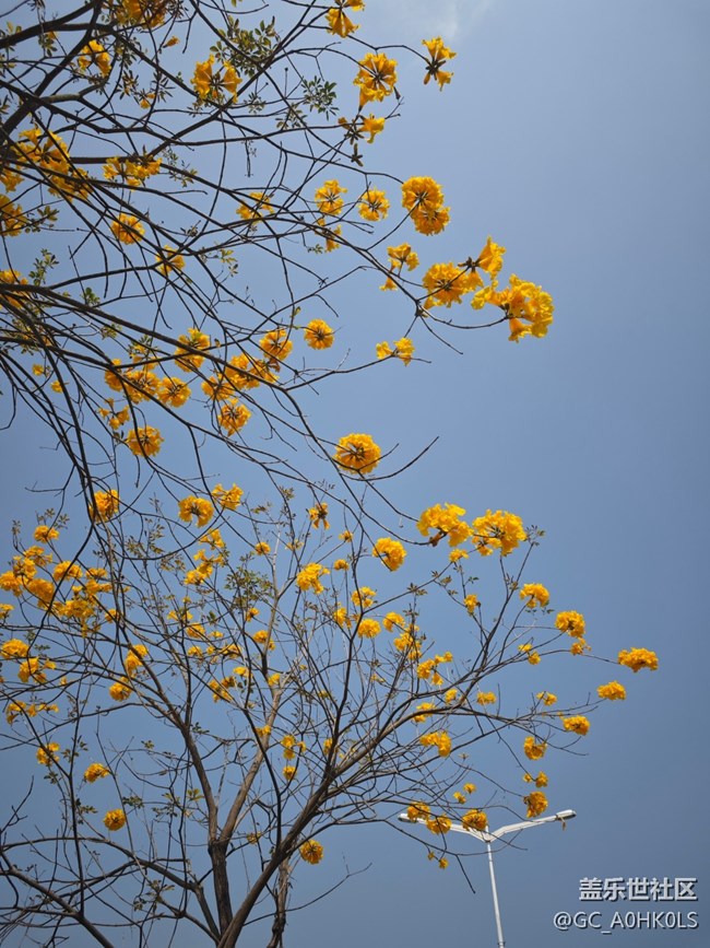 【春日盛景】春天的花
