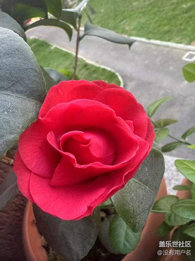 【春日盛景】花蕾