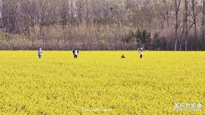 【人間四月天】突然的油菜花