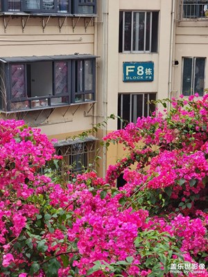 【人間四月天】偶遇大片三角梅