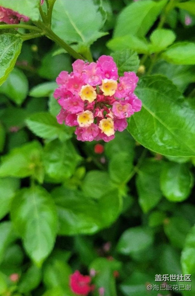 【春色撩人】小花