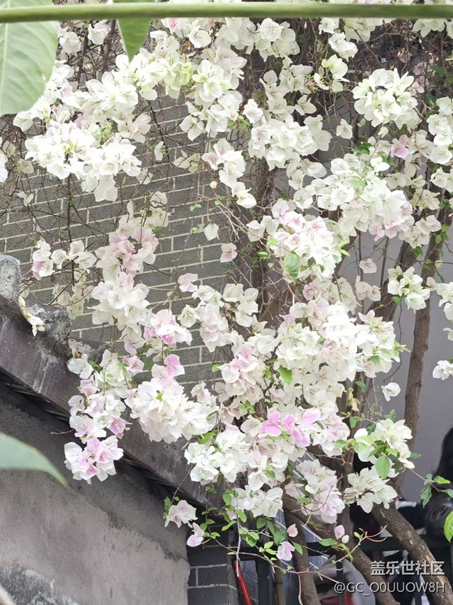 【春日盛景】春天的小驚喜