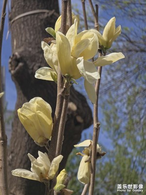 玉蘭花