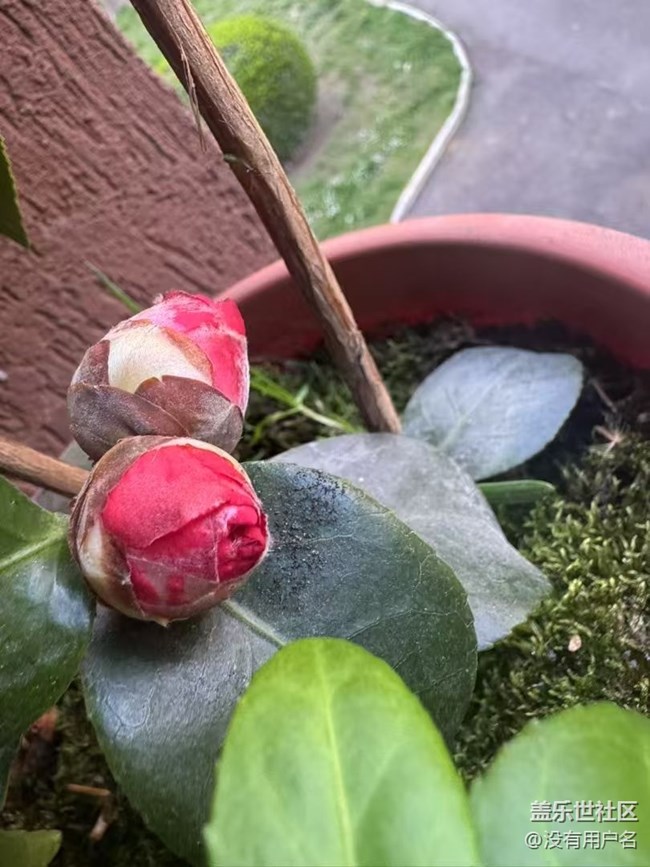 【春日盛景】花蕾