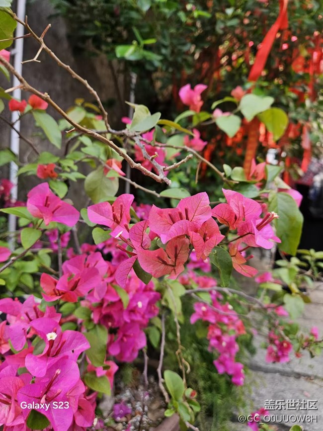 【春日盛景】春天的小驚喜