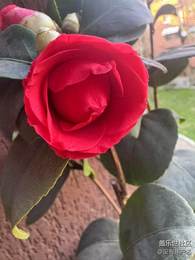 【春日盛景】花蕾