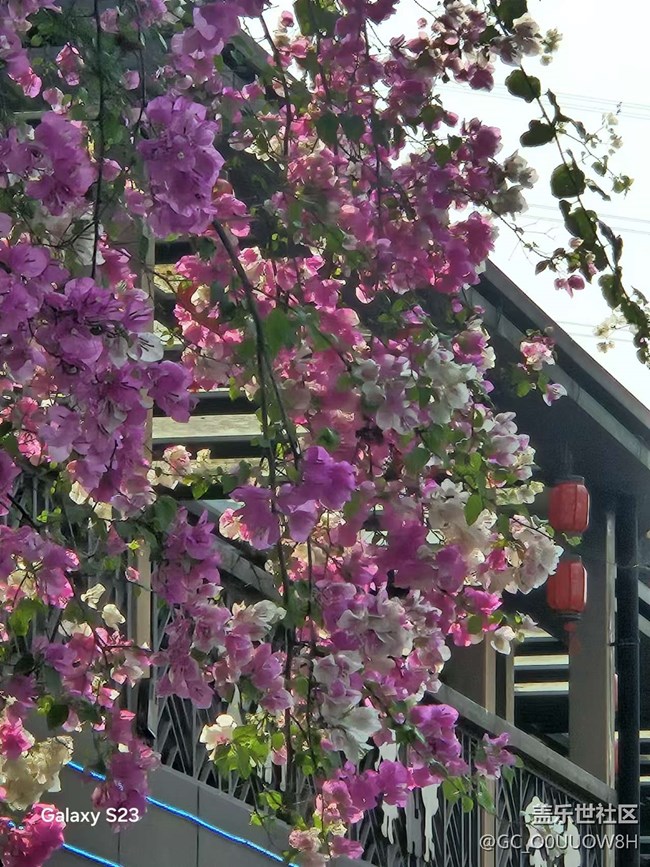 【春日盛景】春天的小驚喜