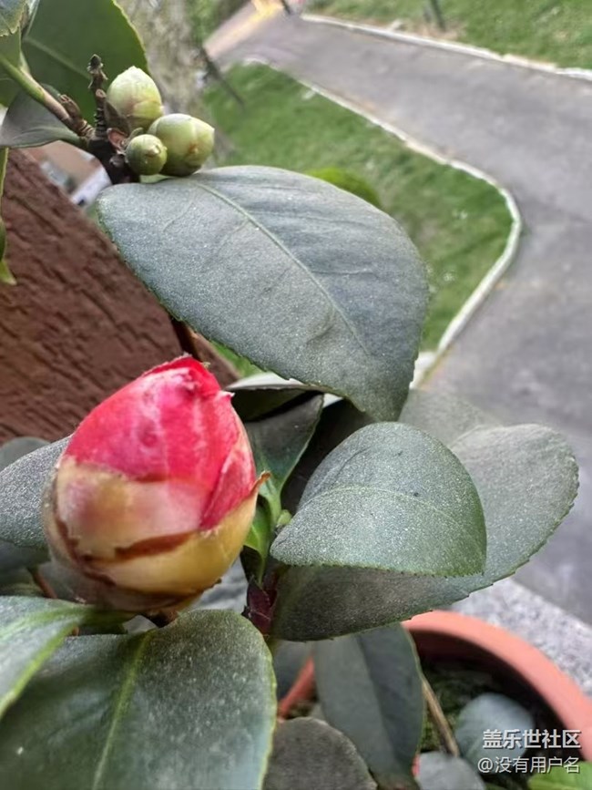 【春日盛景】花蕾