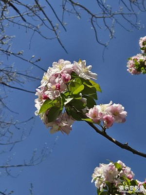 【人間四月天】+圓明海棠
