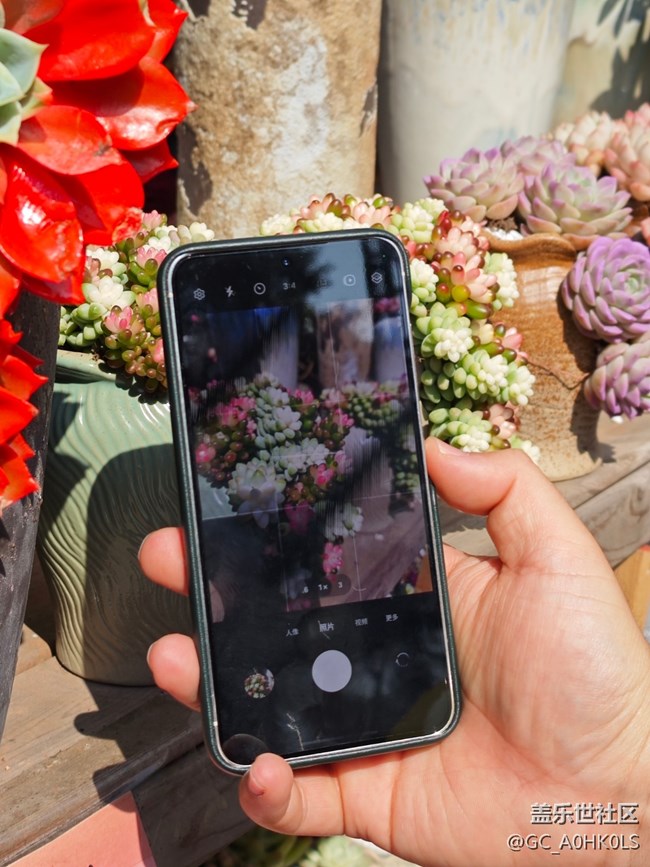 【春日盛景】春天的花