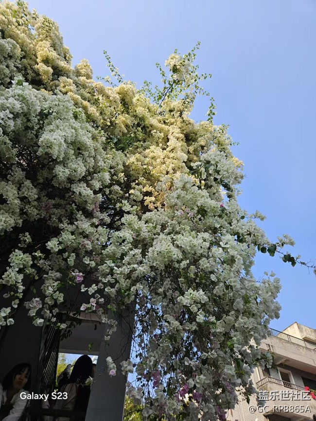 【春日盛景】三角梅的春天