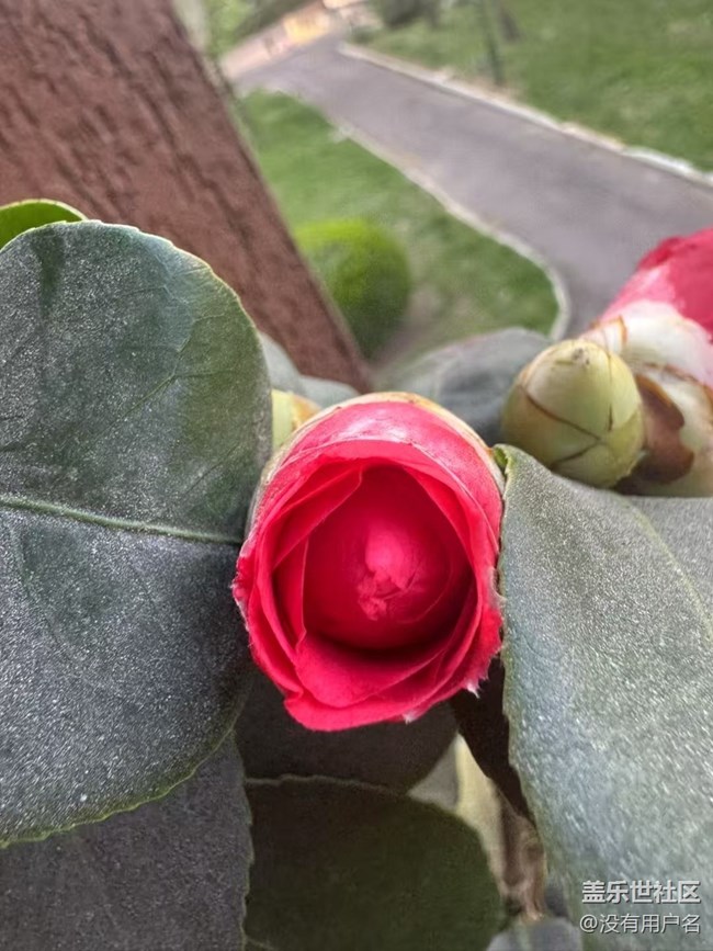 【春日盛景】花蕾