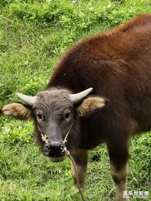 【隨拍分享】第一次近距離看到小水牛??