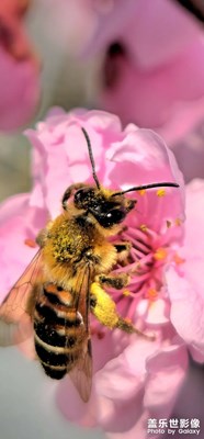 Galaxy S23 Ultra 【姹紫嫣紅】