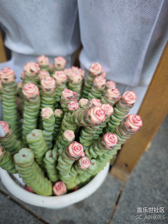 【春日盛景】春天的花