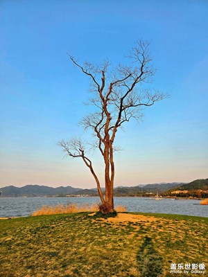 孤獨(dú)的樹(shù)