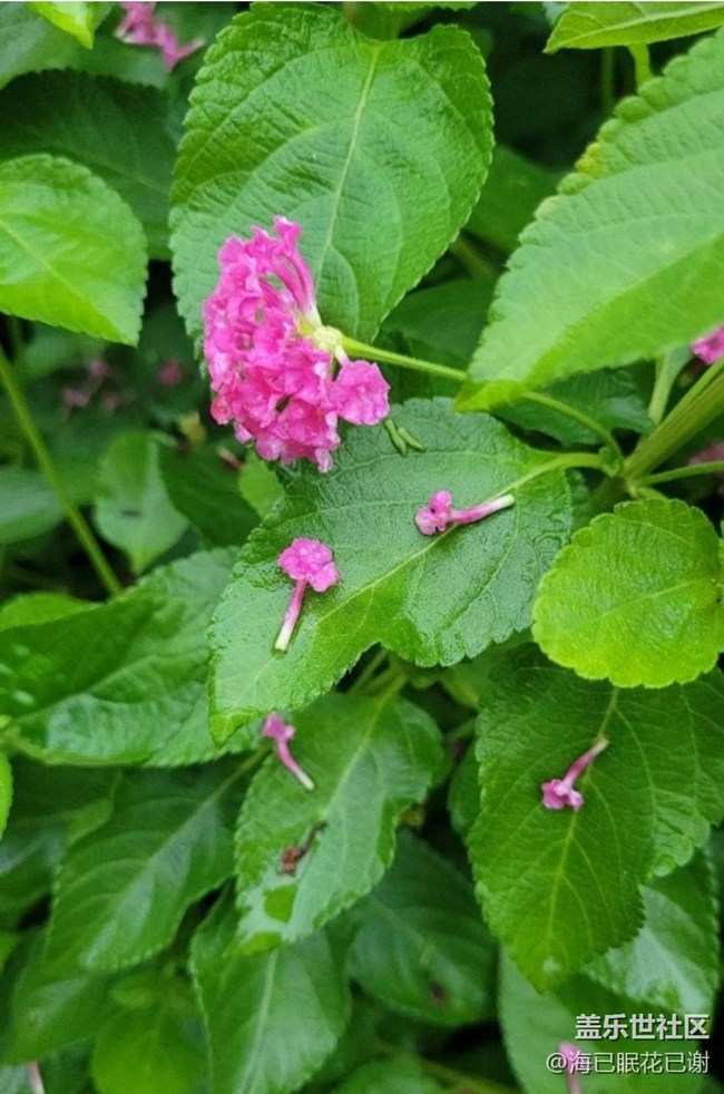 【春色撩人】小花